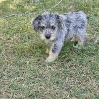 Merle F, a female Miniature Schnauzer for sale in Buffalo, MO – 4 of 5