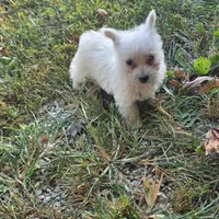 Buddy, a male West Highland White Terrier for sale in Buffalo, MO – 2 of 4