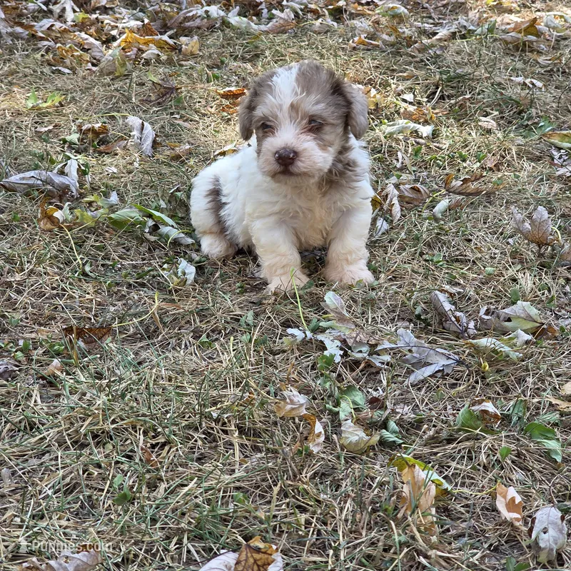Morkipoo M2 – Morkie puppy for sale in Buffalo, MO