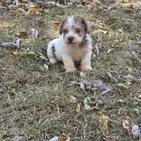 Morkipoo M2, a male Morkie for sale in Buffalo, MO – 1 of 3