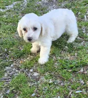 Yorkipoo W-boy, a male Yorkipoo for sale in Buffalo, MO – 3 of 4