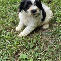 Autumn M1, a male Schnoodle for sale in Buffalo, MO – 4 of 6