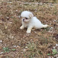 Small M1, a male Shih Tzu for sale in Buffalo, MO – 3 of 5