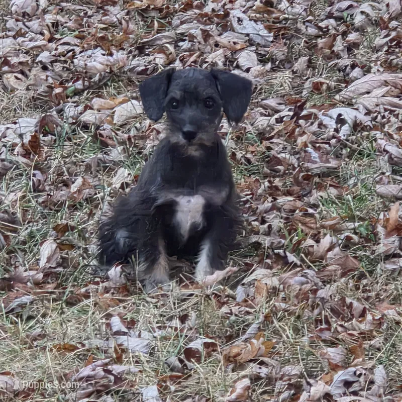 Beauty – Miniature Schnauzer puppy for sale in Buffalo, MO
