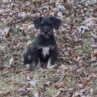 Beauty, a female Miniature Schnauzer for sale in Buffalo, MO – 1 of 3