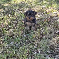 Sweetie F, a female Yorkshire Terrier for sale in Buffalo, MO – 3 of 7