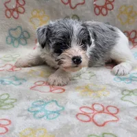 Izzy Ice M2, a male Miniature Schnauzer for sale in Buffalo, MO – 6 of 10