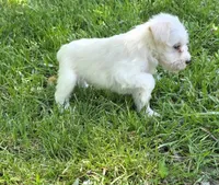 Windy M2, a male Miniature Schnauzer for sale in Buffalo, MO – 3 of 5
