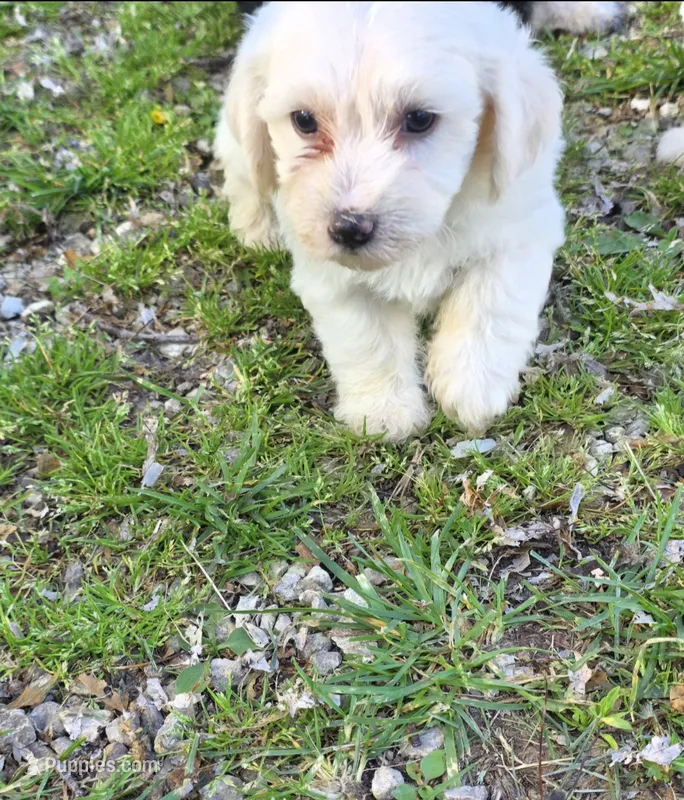 Yorkipoo W-boy – Yorkipoo puppy for sale in Buffalo, MO