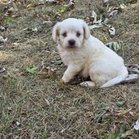 Morkipoo M1, a male Morkie for sale in Buffalo, MO – 2 of 5