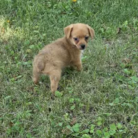 Harmony M1, a male Chorkie for sale in Buffalo, MO – 5 of 9