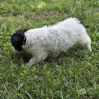 Autumn F4, a female Schnoodle for sale in Buffalo, MO – 6 of 6