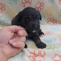 Black F, a female Miniature Schnauzer for sale in Buffalo, MO – 3 of 7