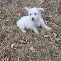 Darling, a female West Highland White Terrier for sale in Buffalo, MO – 2 of 4