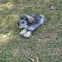 Mazie M, a male Miniature Schnauzer for sale in Buffalo, MO – 5 of 8