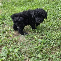 Autumn F1, a female Schnoodle for sale in Buffalo, MO – 2 of 6