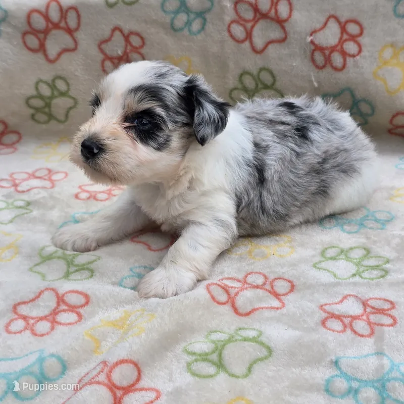 Izzy ice M4 – Miniature Schnauzer puppy for sale in Buffalo, MO