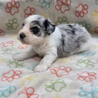 Izzy ice M4, a male Miniature Schnauzer for sale in Buffalo, MO – 1 of 10