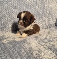 Rosalita Tiny F1, a female Shih Tzu for sale in Buffalo, MO – 5 of 8