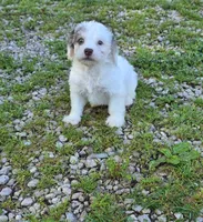 Yorkipoo M3, a male Yorkipoo for sale in Buffalo, MO – 5 of 8