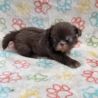 Lilly bear F, a female Shih Tzu for sale in Buffalo, MO – 10 of 10