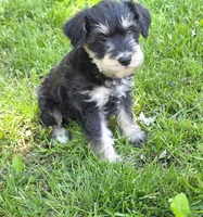 Windy M1, a male Miniature Schnauzer for sale in Buffalo, MO – 3 of 5