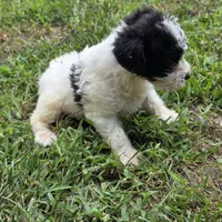 Autumn F4, a female Schnoodle for sale in Buffalo, MO – 4 of 6
