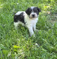 Windy F4, a female Miniature Schnauzer for sale in Buffalo, MO – 4 of 4
