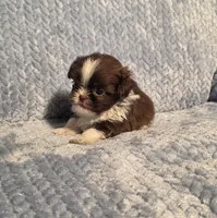 Rosalita Tiny F1, a female Shih Tzu for sale in Buffalo, MO – 3 of 8