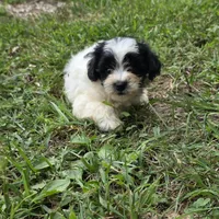 Autumn M1, a male Schnoodle for sale in Buffalo, MO – 3 of 6