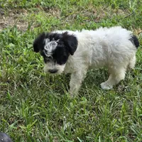 Autumn F4, a female Schnoodle for sale in Buffalo, MO – 2 of 6