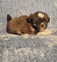 Rosalita M, a male Shih Tzu for sale in Buffalo, MO – 4 of 4