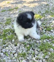 Aquata F2, a female Pomeranian for sale in Buffalo, MO – 1 of 8