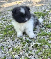 Aquata F2, a female Pomeranian for sale in Buffalo, MO – 3 of 8