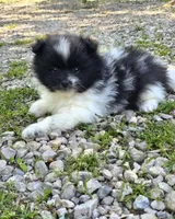 Aquata F2, a female Pomeranian for sale in Buffalo, MO – 8 of 8
