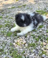 Aquata F2, a female Pomeranian for sale in Buffalo, MO – 6 of 8