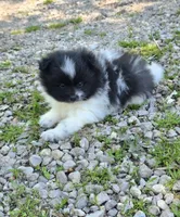 Aquata F2, a female Pomeranian for sale in Buffalo, MO – 7 of 8