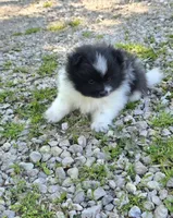 Aquata F2, a female Pomeranian for sale in Buffalo, MO – 5 of 8