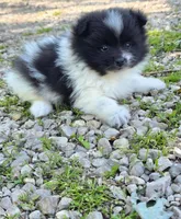 Aquata F2, a female Pomeranian for sale in Buffalo, MO – 4 of 8