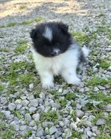 Aquata F2, a female Pomeranian for sale in Buffalo, MO – 2 of 8