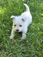 Little gal, a female West Highland White Terrier for sale in Buffalo, MO – 1 of 4