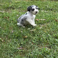 Merle M, a male Miniature Schnauzer for sale in Buffalo, MO – 9 of 9