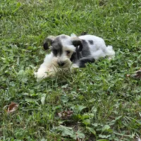 Blk/white F, a female Miniature Schnauzer for sale in Buffalo, MO – 3 of 5