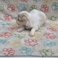 Gold/white boy, a male Shih Tzu for sale in Buffalo, MO – 3 of 6