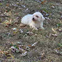 Autumn M, a male Bichon Frise for sale in Buffalo, MO – 2 of 7