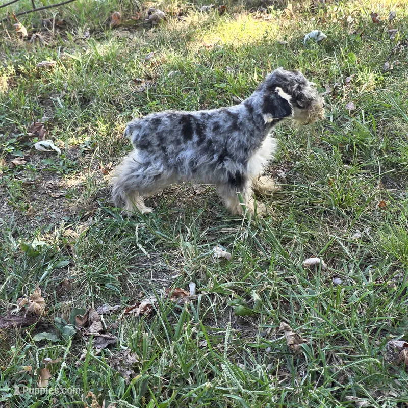 Merle M – Miniature Schnauzer puppy for sale in Buffalo, MO