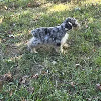 Merle M, a male Miniature Schnauzer for sale in Buffalo, MO – 1 of 5