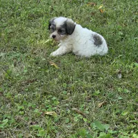 Million M1, a male Yorkipoo for sale in Buffalo, MO – 5 of 8