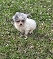 Milly M1, a male Yorkipoo for sale in Buffalo, MO – Photo 4 of 5