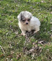 Milly M1, a male Yorkipoo for sale in Buffalo, MO – Photo 2 of 5